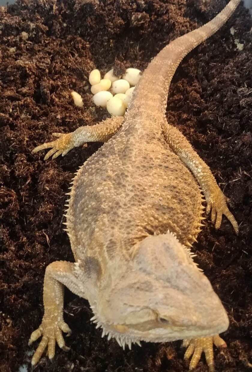 5 Signs Your Bearded Dragon Is Pregnant & What To Do