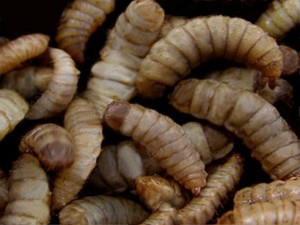 Black Soldier Fly Larvae, AKA Calciworms