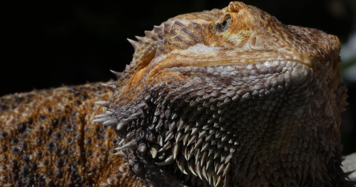 Bearded Dragon Care And Information Featured Image