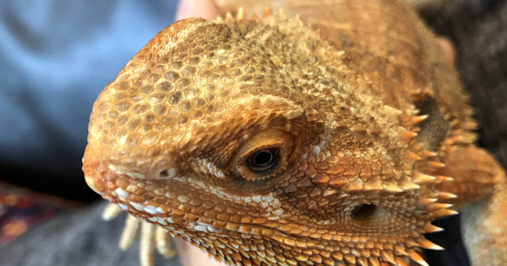 bearded dragon flipped on back featured image