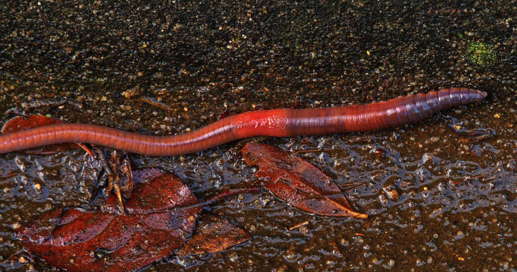 can bearded dragons eat earthworms featured image