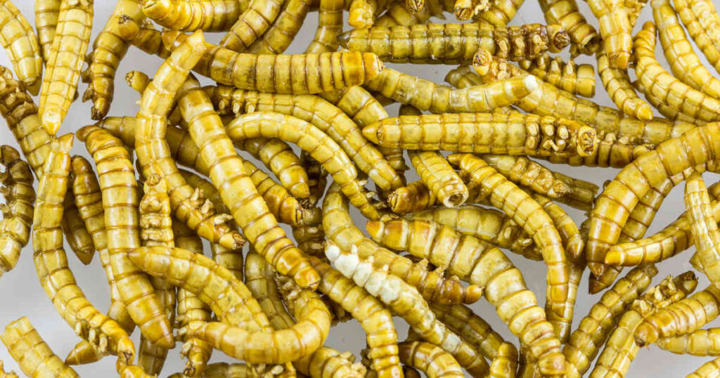 mealworms as food